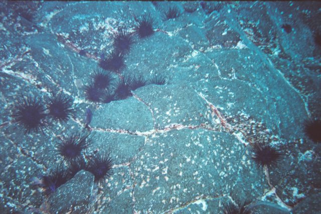 bajoelaguatenerife3.jpg